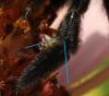 Xylocopa violacea